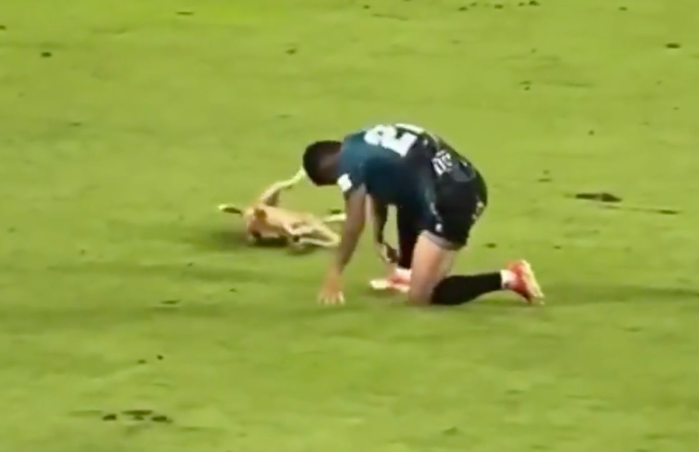 主队, 该是很少见, 纷纷跟着起 主队, 该是很少见, 纷纷跟着起